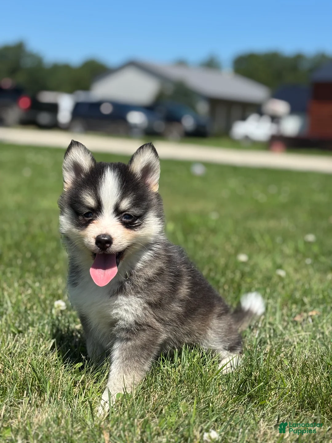 Pomsky dogs for sale: Carlos - Ad 3