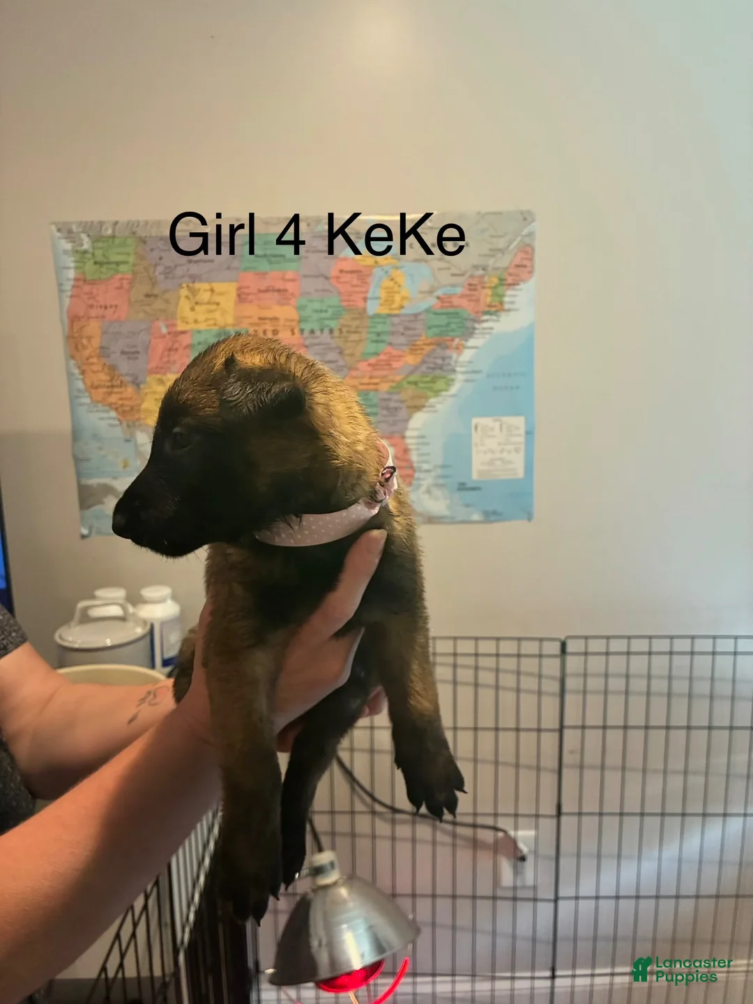 Belgian Malinois dogs for sale: Belgian Malinois 5 - Ad 1