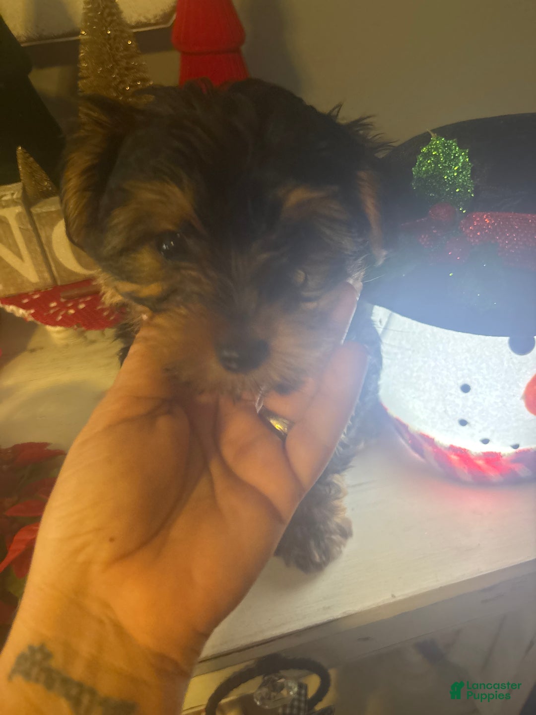 Yorkshire Terrier dogs for sale: Yorkshire Terrier sue - Ad 2