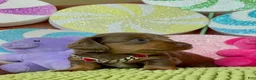 Dachshund dogs for sale: Dachshund Puppy 1 - Ad 7