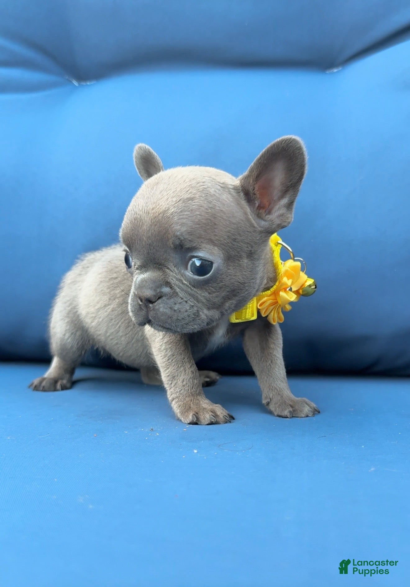 French Bulldog dogs Tiny - Ad 6