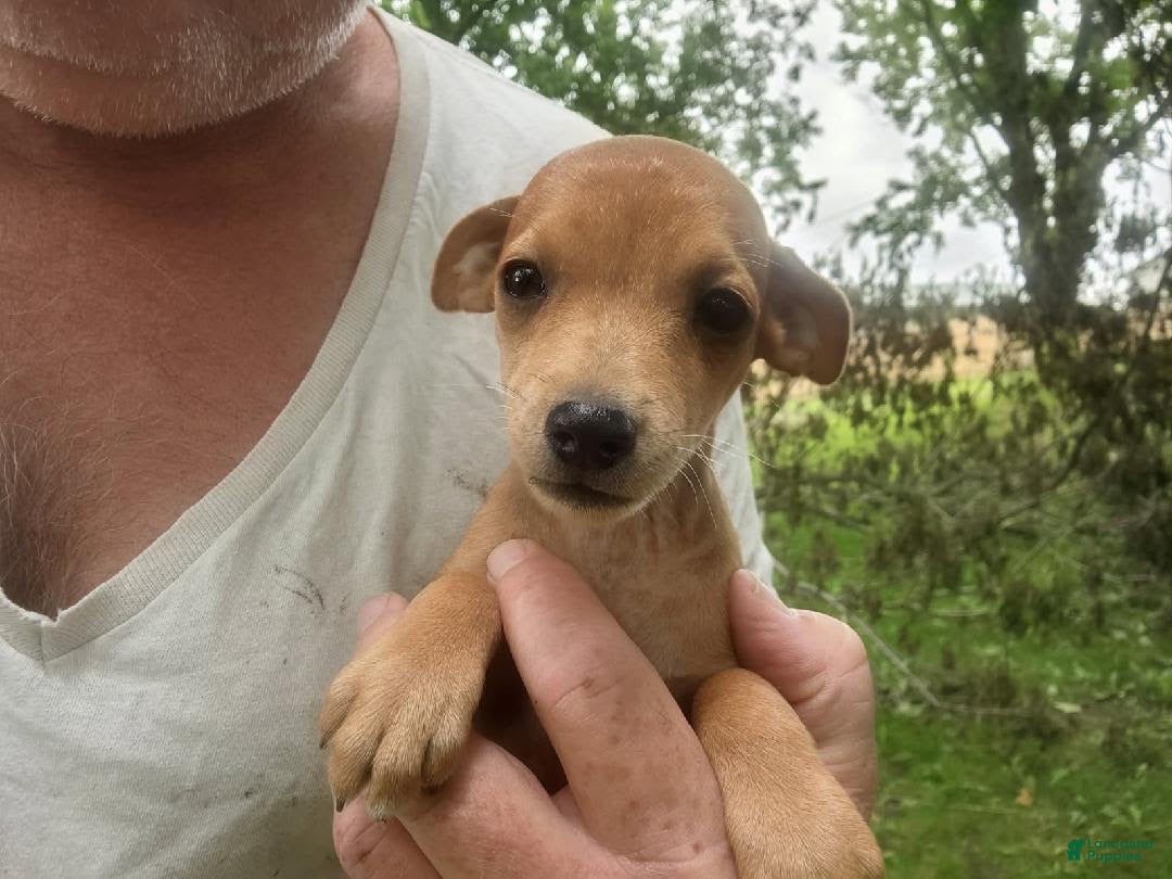 Miniature Pinscher dogs Rusty - Ad 2