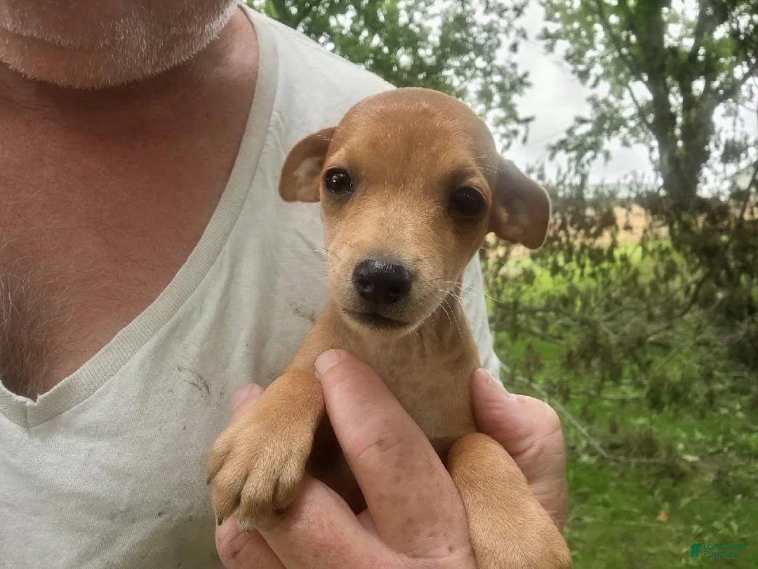 Miniature Pinscher dogs for sale: Rusty - Ad 2