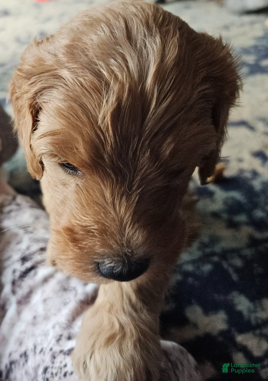 Goldendoodle dogs for sale: Goldendoodle Puppy 4 - Ad 1