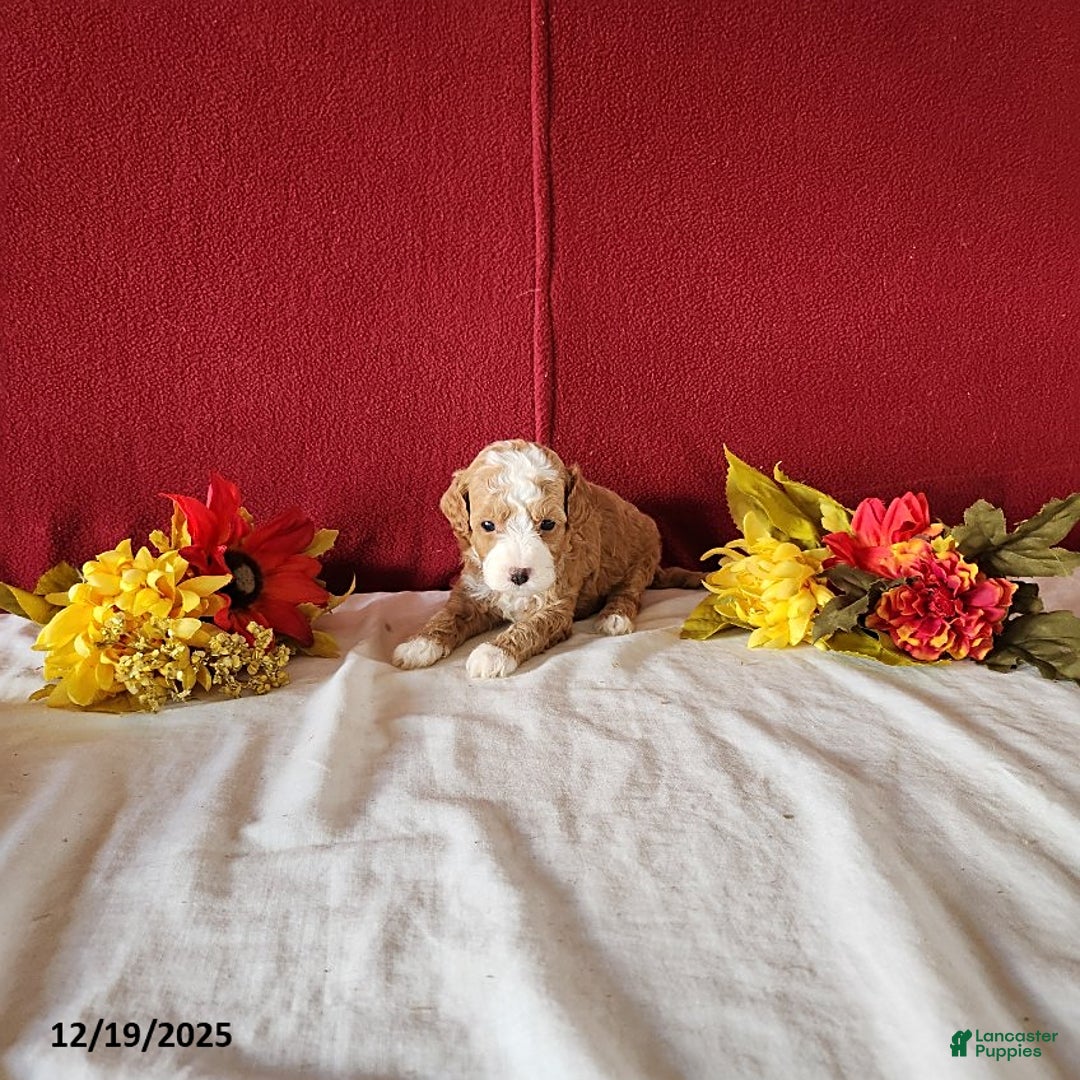 Cavapoo dogs for sale: Timmy - Ad 1