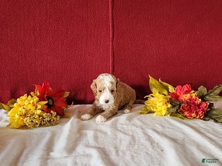 Cavapoo dogs Timmy - Ad 3