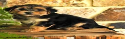 Mixed Breed dogs for sale: Gage - Ad 4