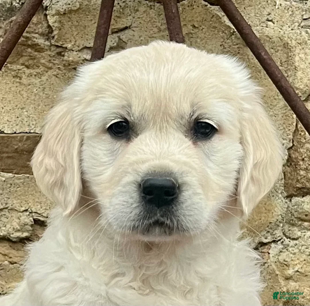 Golden Retriever dogs for sale: Pearl🐾❤️AKC Registered🐾Text or Call 717-837-3587 - Ad 2