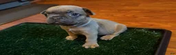 French Bulldog dogs for sale: Clover - Ad 2