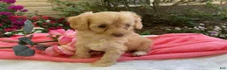 Cavapoo dogs for sale: Apphia - Ad 8