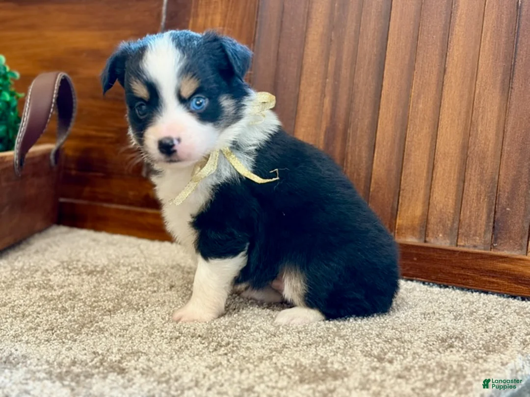 Miniature Australian Shepherd dogs for sale: Mal - Ad 1