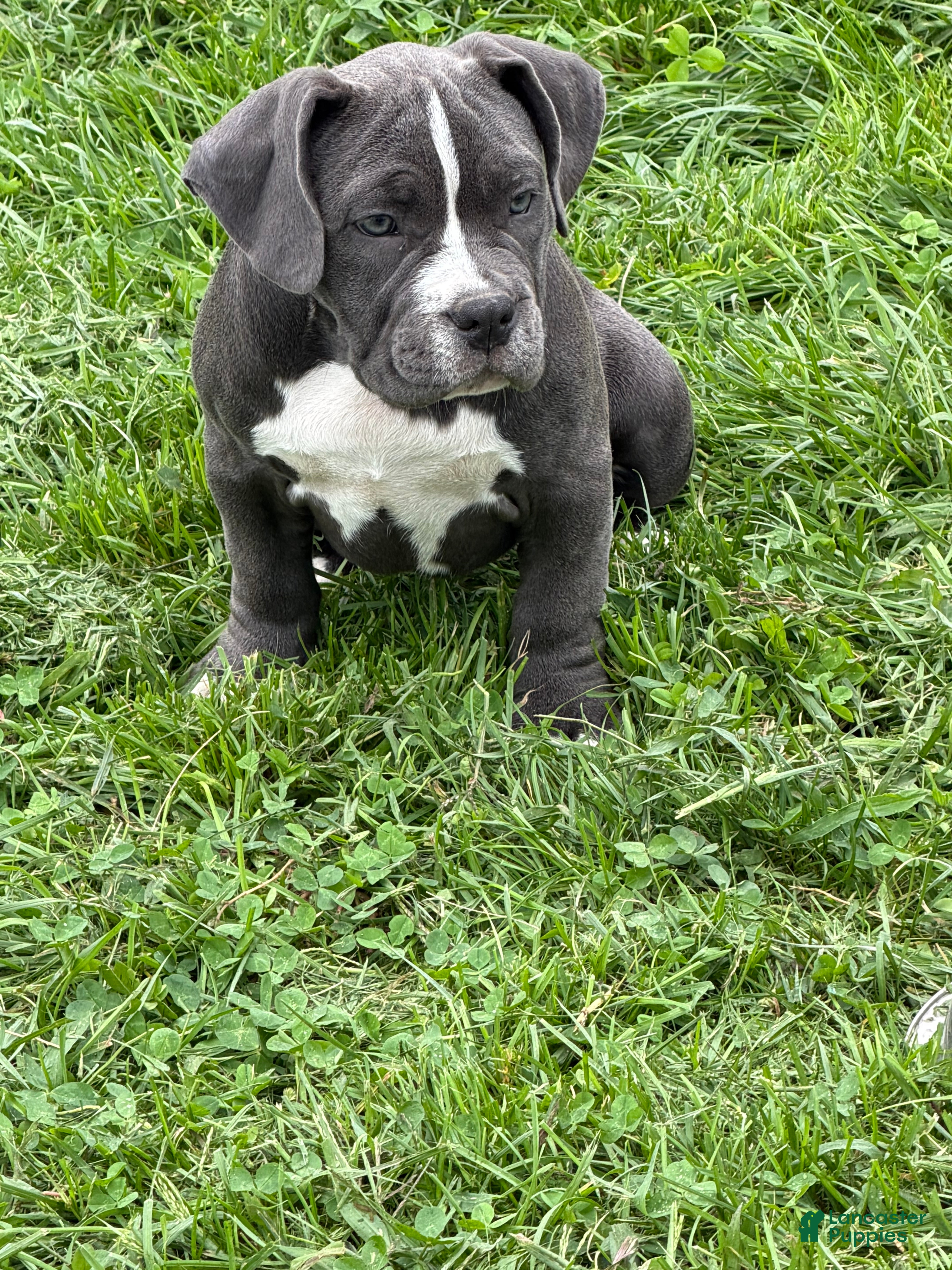 American Bully dogs American Bully 5 - Ad 27
