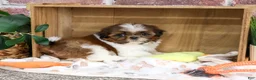 Shih Tzu dogs for sale: Larkspur - Ad 3