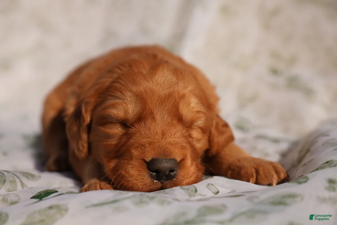 Golden Retriever dogs for sale: Cam - AKC, Genetically Clear - Ad 2