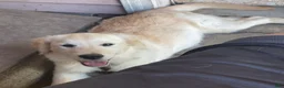Golden Retriever dogs for sale: Shia - Ad 2
