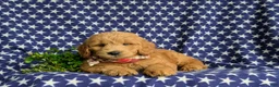 Mini Goldendoodle dogs for sale: Truman Hypoallergenic - Ad 5