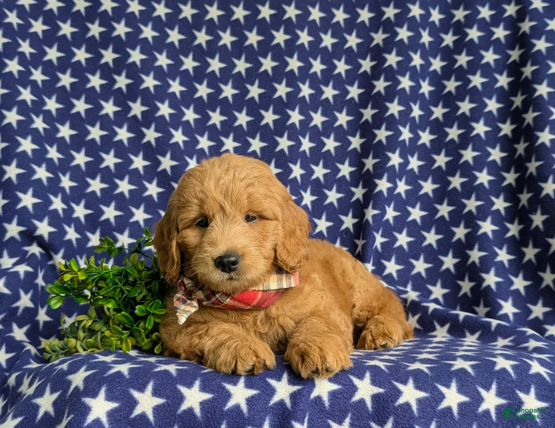 Mini Goldendoodle dogs for sale: Truman Hypoallergenic - Ad 5