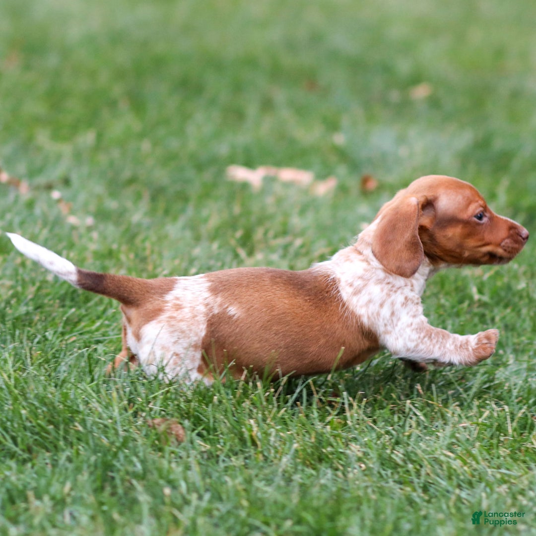 Dachshund dogs for sale: Heidi - Ad 3