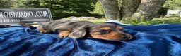 Miniature Dachshund dogs for sale: Special boy discounted!!! - Ad 6