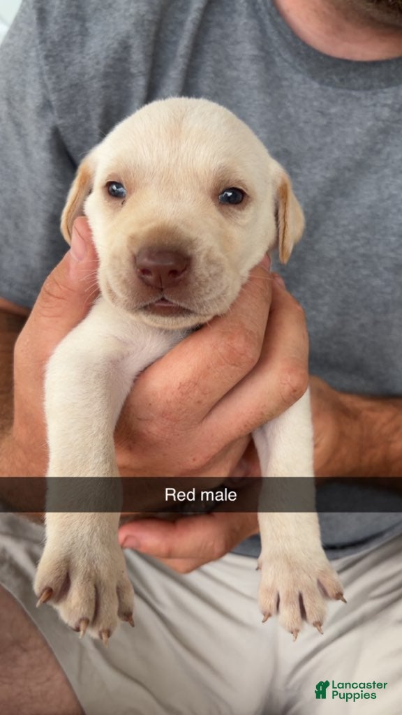 Labrador Retriever dogs Red Male - Ad 30