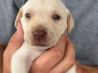 Labrador Retriever dogs Red Male - Ad 30