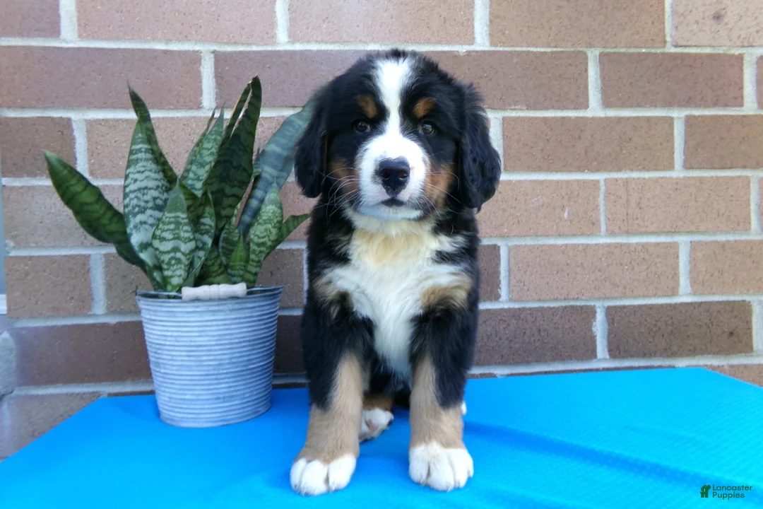Bernese Mountain Dog dogs for sale: Tulip - Ad 2