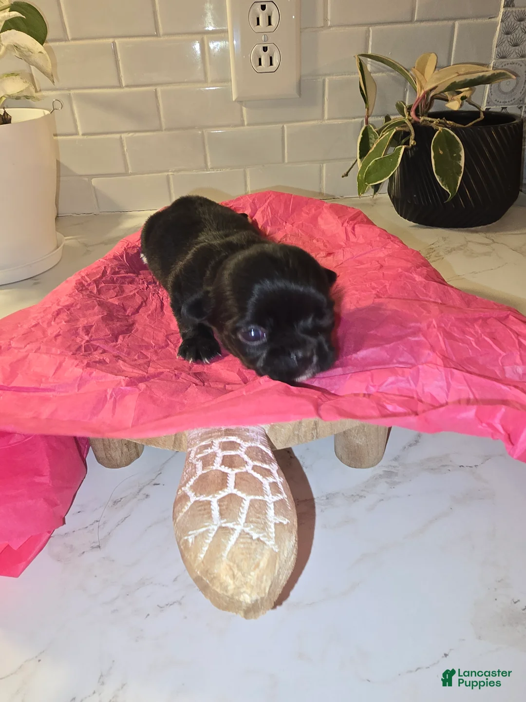 Chihuahua dogs for sale: lady - Ad 6