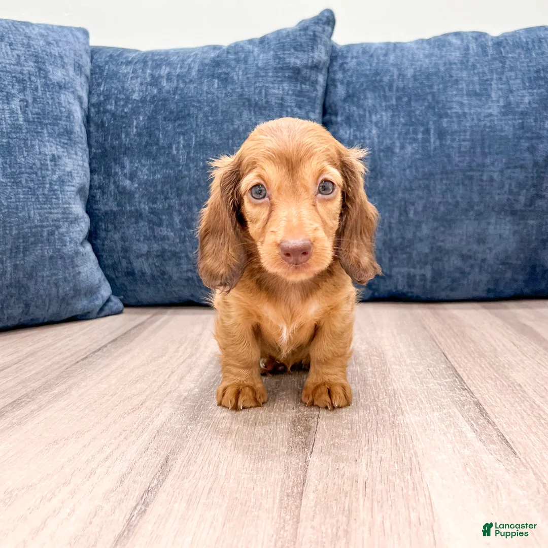 Miniature Dachshund dogs for sale: Felicia - Ad 1