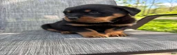Rottweiler dogs for sale: Titan - Ad 10