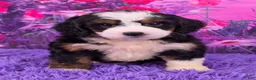 Mini Bernedoodle dogs for sale: Hailey - Ad 1