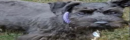 Miniature Schnauzer dogs for sale: Boy Green - Ad 8