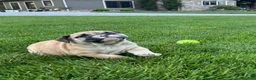 English Bulldog dogs for sale: Valerie - Ad 3