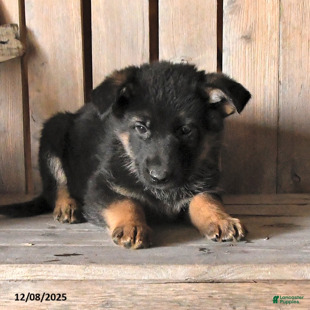 German Shepherd dogs for sale: Scarlet - Ad 2