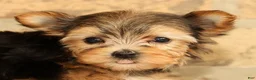 Yorkshire Terrier dogs for sale: Princess - Ad 9