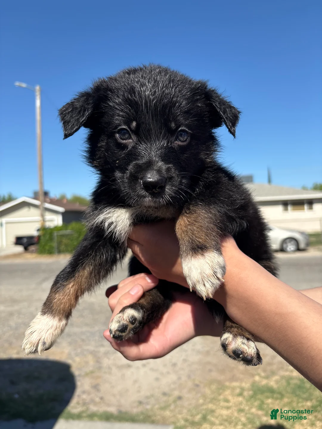 Mixed Breed dogs for sale: Alphonze  - Ad 1