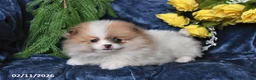 Pomeranian dogs for sale: JoJo - Ad 3