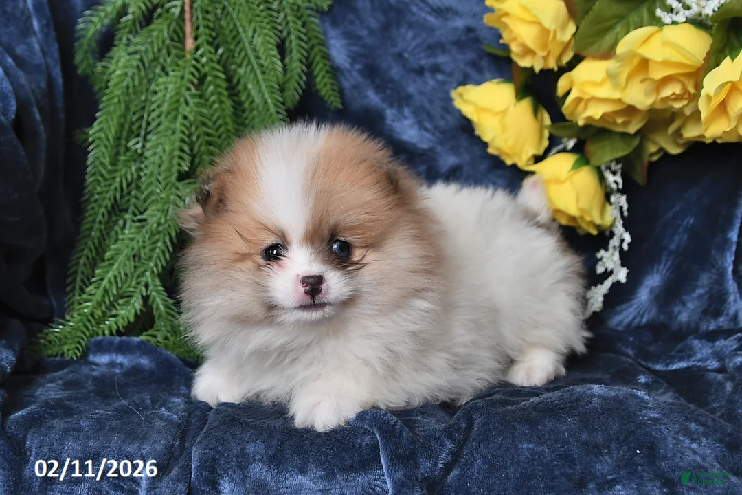 Pomeranian dogs for sale: JoJo - Ad 3