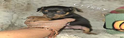 Miniature Pinscher dogs for sale: Crissy black tan - Ad 4