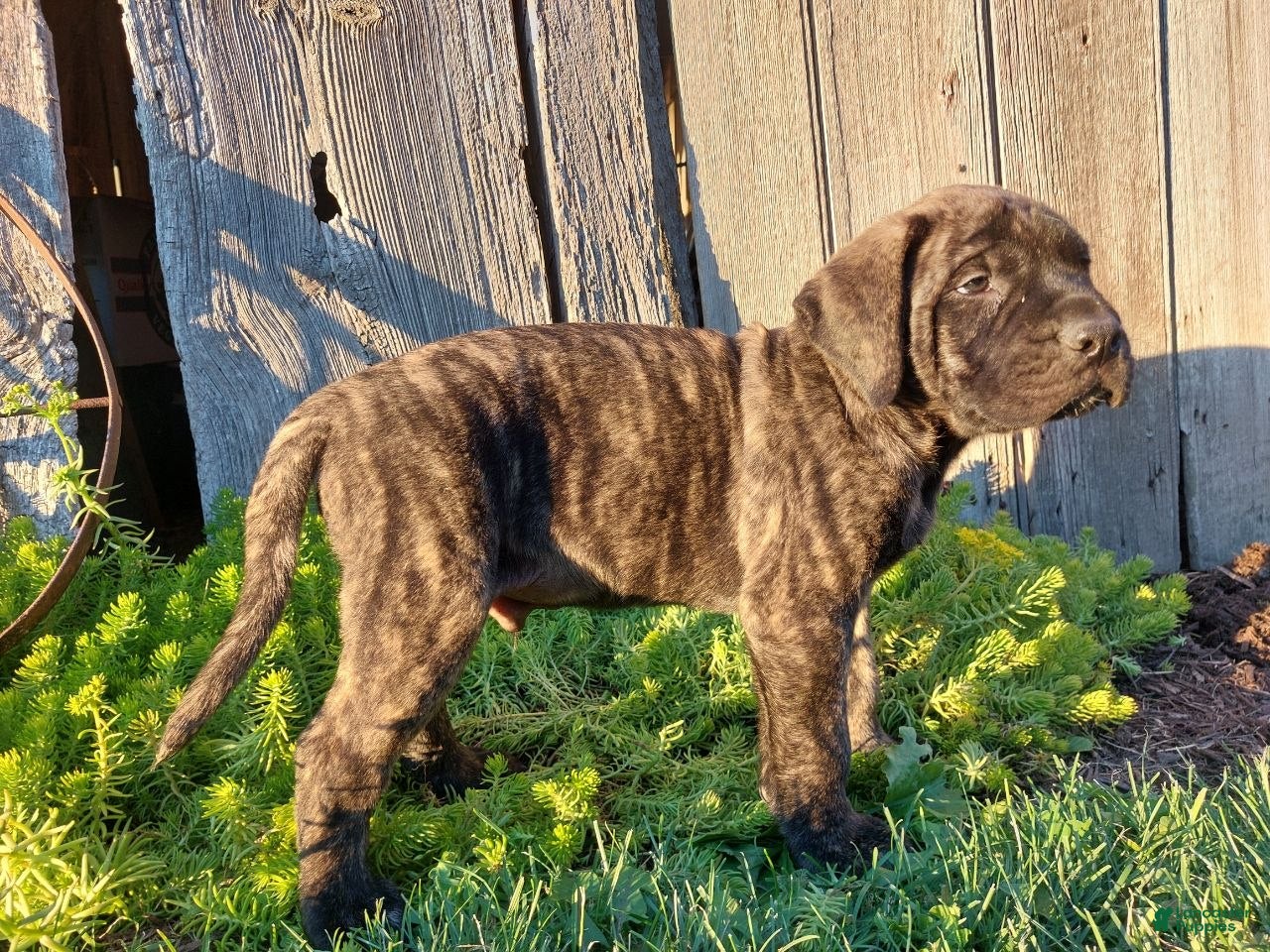 English Mastiff dogs Mike - Ad 2