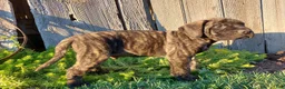 English Mastiff dogs for sale: Mike - Ad 2
