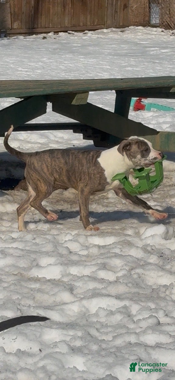 Mixed Breed dogs Zophia - Ad 1