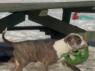 Mixed Breed dogs for sale: Zophia - Ad 1