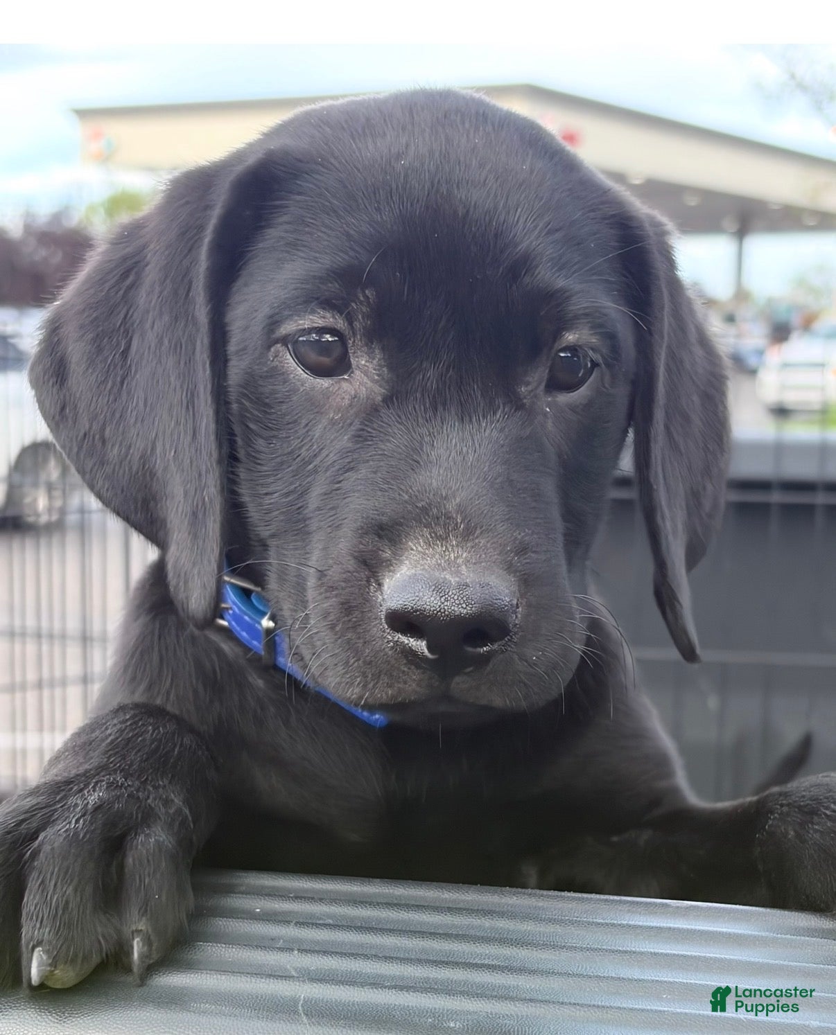 Labrador Retriever dogs Labrador Retriever 2 - Ad 19