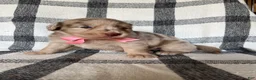 Mixed Breed dogs for sale: Harper - Ad 3