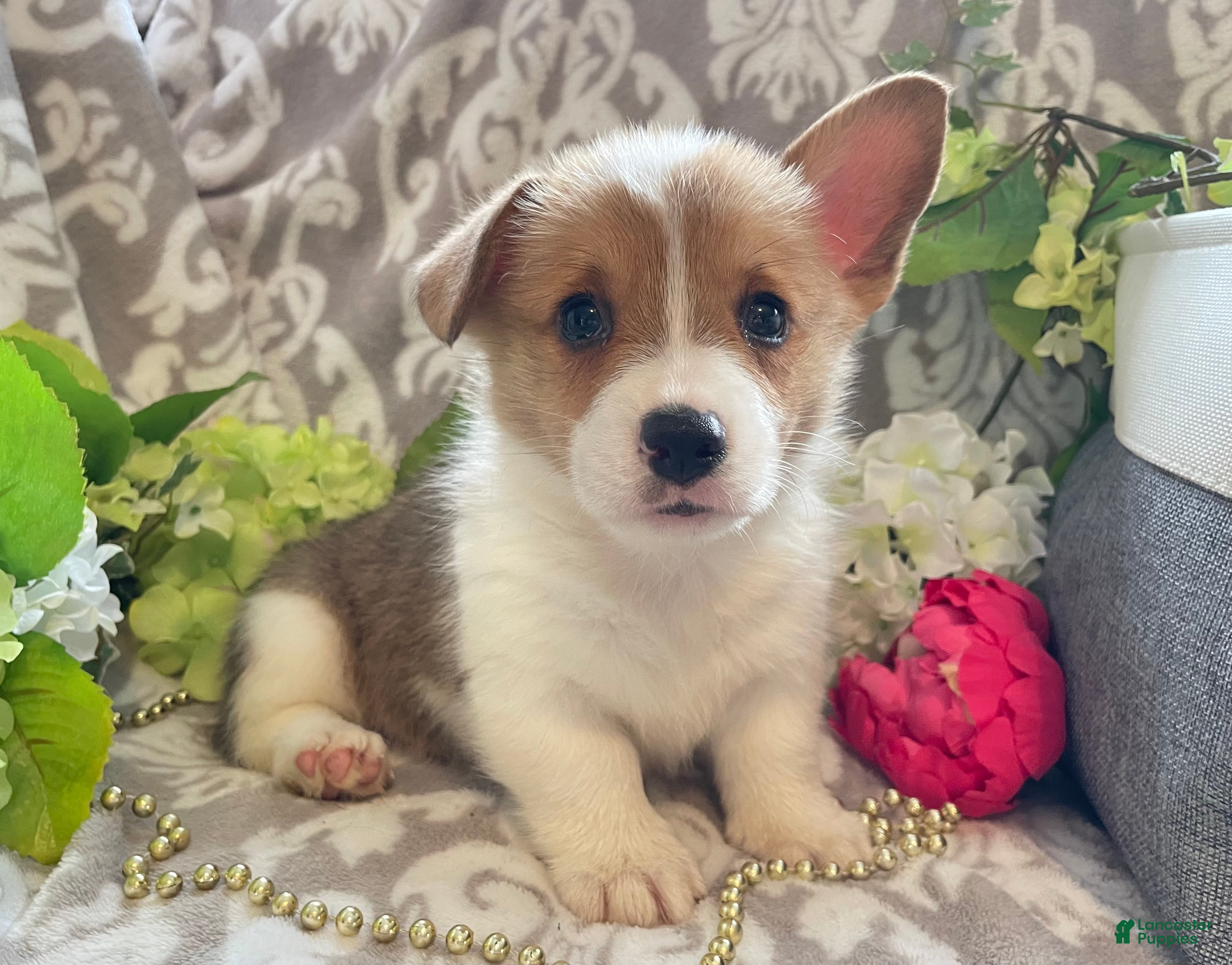 Welsh Corgi Pembroke dogs Max - Ad 1