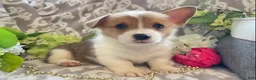 Welsh Corgi Pembroke dogs for sale: Max - Ad 1