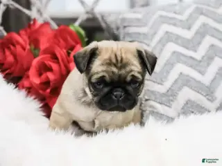 Pug dogs Carly - Ad 10