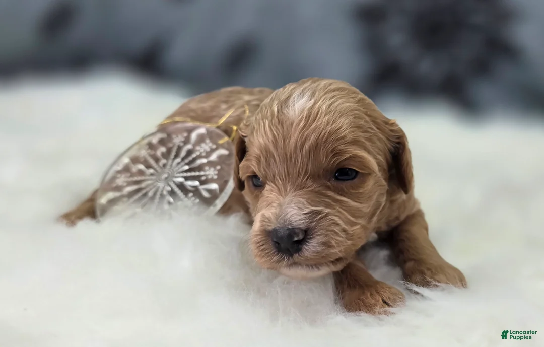 Cavapoo dogs for sale: Tundra - Ad 4