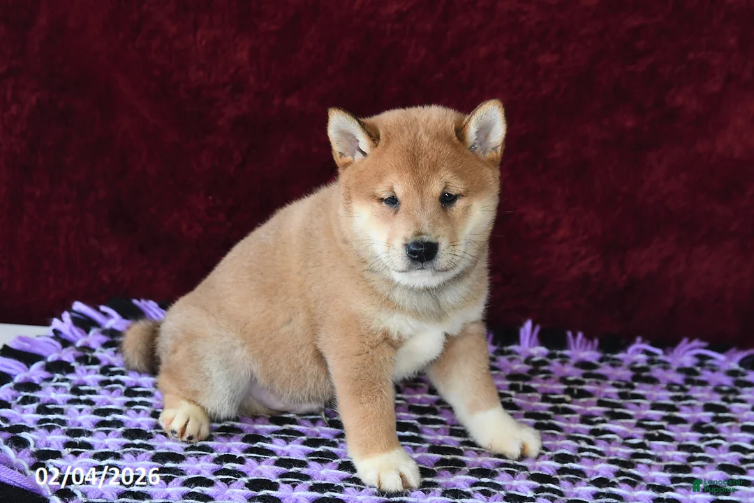 Shiba Inu dogs for sale: Landon - Ad 5