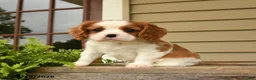 Cavalier King Charles Spaniel dogs for sale: Snuggles   - Ad 1